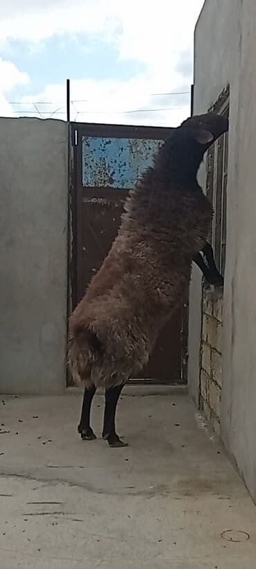 simental inekler azerbaycanda: Oriqinal nehenq qala erkeyi.temiz qan,xesteliyide yoxdu.tövle heyvani — 2