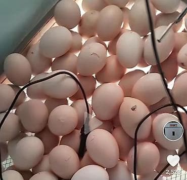 Птицы: Heyratı Pileymut yumurtaları satılır isdeyen vacapdada elaqe saxlaya — 2