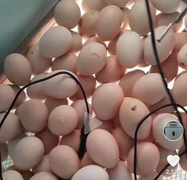 etibarlı ələrə verilir: Pileymut heyratı yumurtası biri 2 manata catırılma yoxdur isdeyen — 2