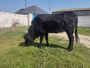 cins buzov: 125 kq eti varQara rəngli cavan dana - Növ: iri buynuzlu mal-qara — 2