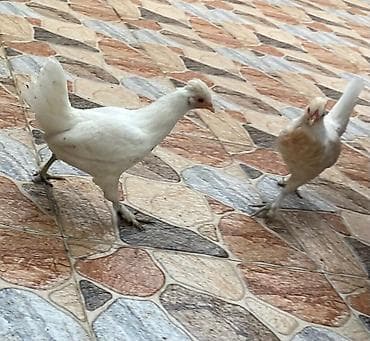 Quşlar: Yaponka təmiz növ 2 ədəd. Barter olar. Tutuquşu Akvarium Bildirçin — 1