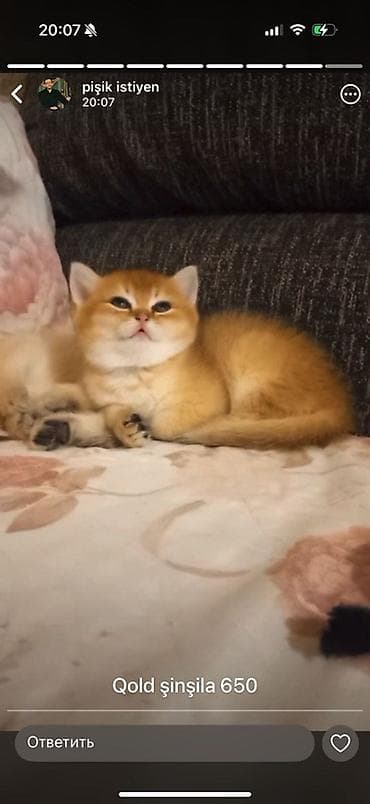 золотая шиншилла котенок: Золотая шиншилла — 2