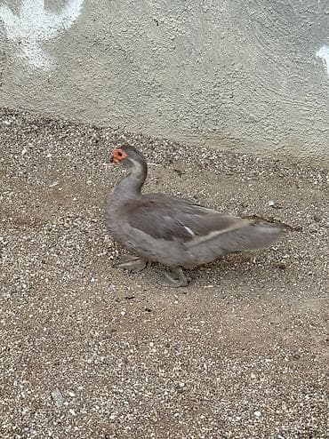 cuce satisi 2019: Lavanda ördək 2 dişi bir erkək bir dəfə bala veriblər balalığdan — 3