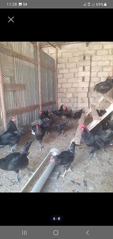 norka heyvan: Toyuq, Australorp, Damazlıq — 5