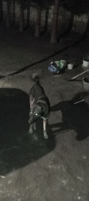 setteri it cinsi: 2 il, Erkek, Peyvəndli, Ünvandan götürmə — 2