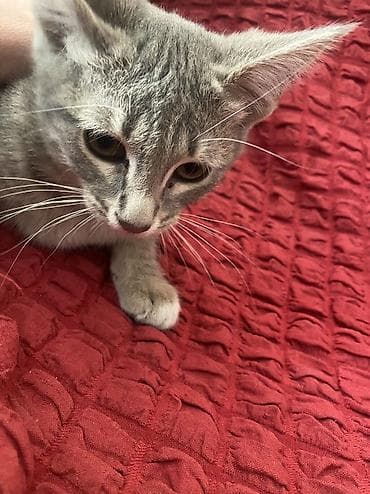 pişik: Dişi, Yaxşı əllərə, Ünvandan götürmə — 5