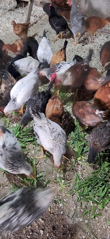 kənd çolpası: Toyuq, Damazlıq — 9