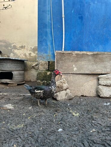 ordek balasi satilir: Erkək, | Lal ördək, Ətlik — 3