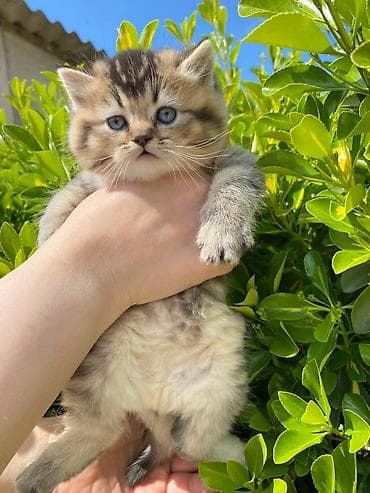 pisiy cantasi: Qızıl şinşilla — 1