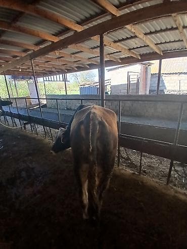 inək dana: Super sort erkək danadı 1 yaşını təzə keçib anası südlü inəkdi deyə — 3