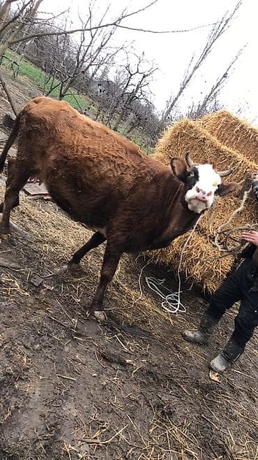 inək sağan: Dişi, il: 5, 3000 kq, Südlük, Ünvandan götürmə — 5