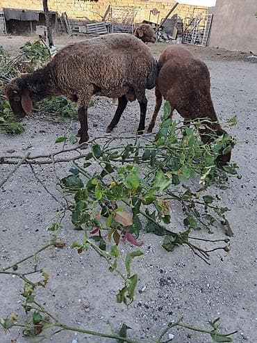 erkey qoyun: Qoyunlar satılır – 3 baş - Cins: yerli ətlik/südlük tipli qəhvəyi — 3