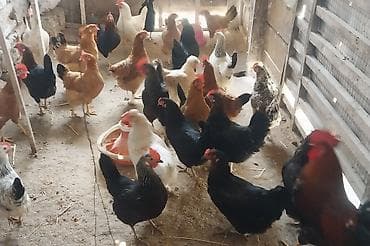 toyuq cuceler: Toyuq, Yumurtalıq — 2