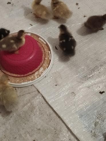 Птицы: 12dene bala zümrüdü lavanda krasnadar macar sortları son qiymət 7 — 2