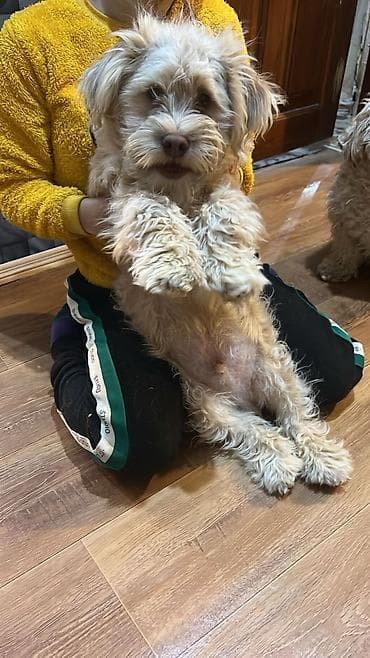 Salam aleykum hər vaxtınız xeyir olsun it satılır bala pudel di 250