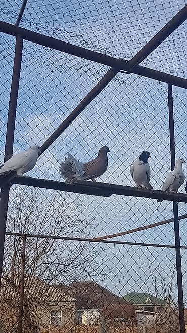 ВАЗ (ЛАДА): Satılır — 9