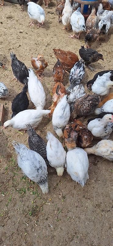 Toyuq cücələri, Damazlıq