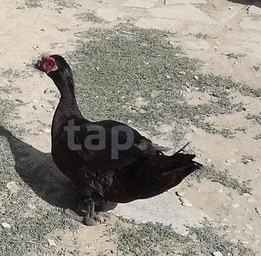 ordek: Şəkildəki ördəklərin yumurtasi satilir
Təzə və mayali yumurtalardi — 6