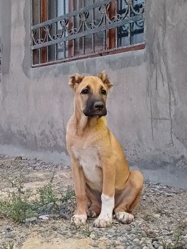 Kanqal, 3 ay, Dişi, Peyvəndli, Ünvandan götürmə