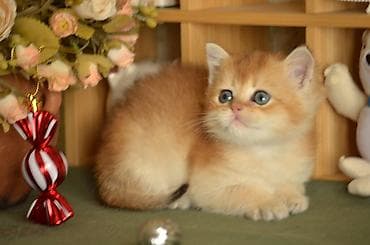 Balıqlar: Qızıl şinşilla, Erkək, Dişi — 4