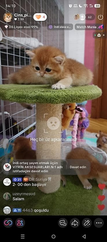 heyvan: Qızıl şinşilla, Erkək, Dişi, Yaxşı əllərə, Ünvandan götürmə, Ödənişli çatdırılma — 2