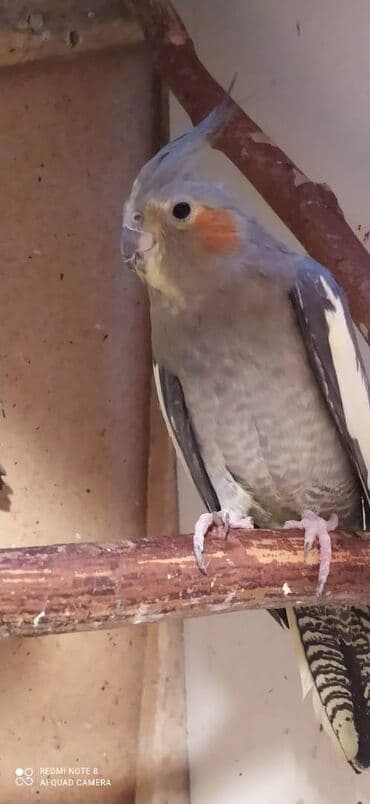 tutu guşu: Diqqet quslarin altinin ve yerinin temizliyine fikir verin — 4