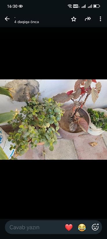 epimedium bitkisi satisi: Guller tecili satilir Baximsiz qaliblar vaxt eleyib baxa bilmirik iş — 7