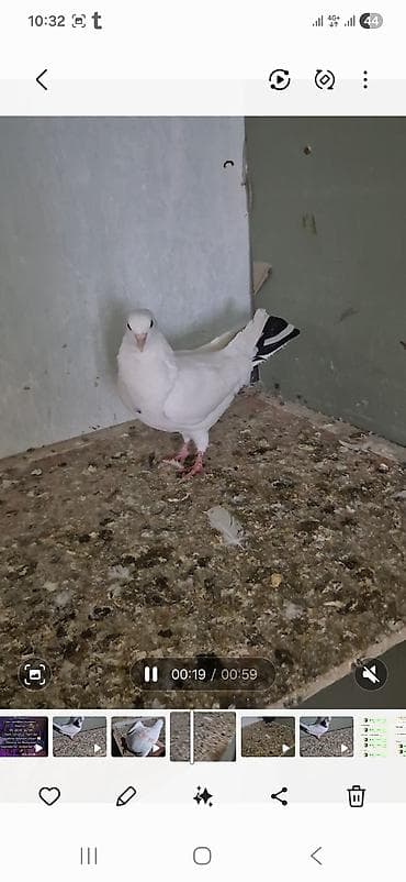 qara avçarka: Salam olsun hər kəsə qara boyun 12 tük maya 25 manat qara pörka 13 tük — 4