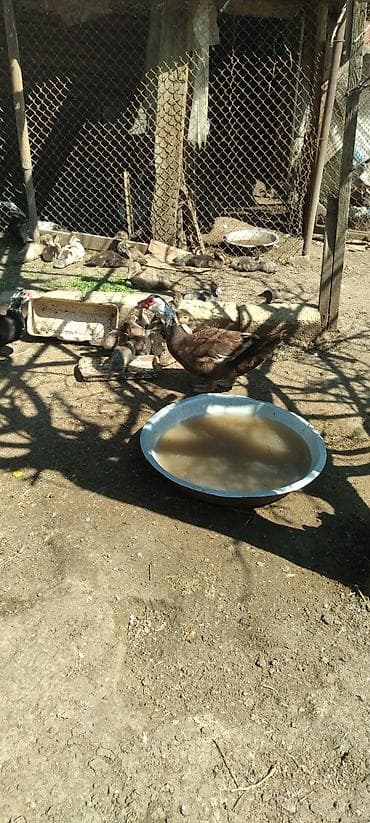 itlerin satisi 2018: Kuban ördək balaları.Amerkan sortu qəhvəyi - Növ: musk (indo) ördəyi — 2