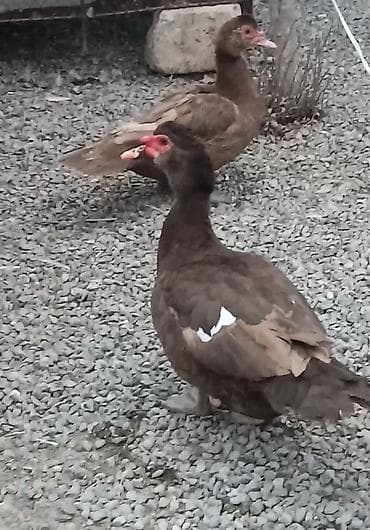 ördək balası: Qiymət cütünə aiddi.Ünvan bərdə rayon çatırlma var.Qırmızı öküz digər — 5