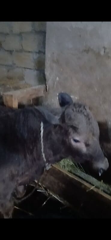 Eşşəklər: Dana, buzov, Erkək, ay: 1, Damazlıq, Ünvandan götürmə — 2