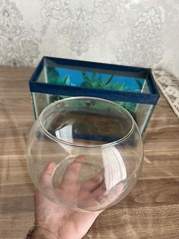 Dördbucaq akvarium, Boş, 3 l, Ödənişli çatdırılma, Ünvandan götürmə lalafo.az -da Dördbucaq akvarium, Boş, 3 l, Ödənişli çatdırılma, Ünvandan götürmə
