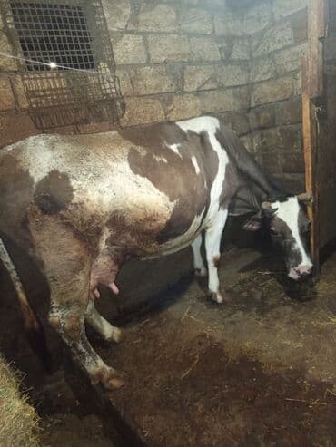 продажа собак в баку: Süd verən inək - Cins tipajı: qəhvəyi-ağ ləkəli, buynuzlu - Süd — 3