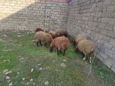 Коровы, быки: Самка, Qala, лет: 2, 80 кг, Для разведения, Самовывоз — 2