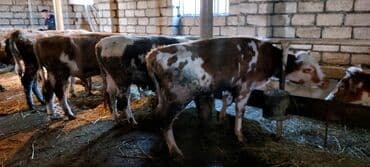 cuce yem qablari: Salam.4 bas erkey 1 Dışı cemi 5 bas.esil bordaq mallaridi.diri — 2