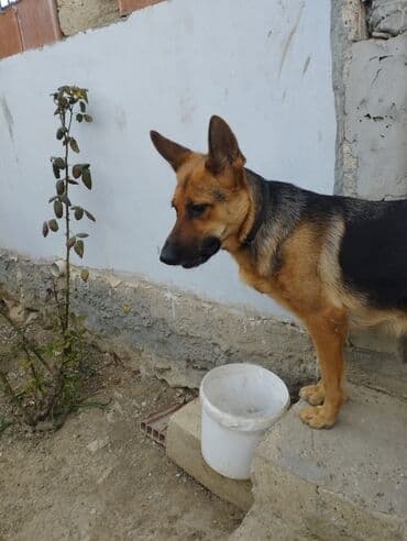 barter it: Alman çoban iti — 2