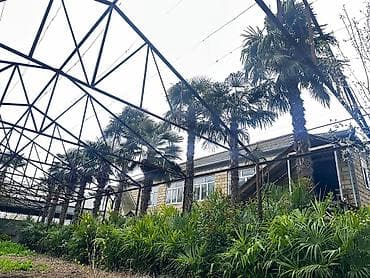 Bitkilər: Beyləqan rayonu, Daşburun kəndində yerləşən 10 ədəd sağlam, 20 illik — 6