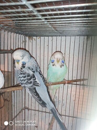 dəvə qusu: Çex cütler satılır papuqaylar təmiz qan vıstıvıcnıy vıstıvka sərgi — 8