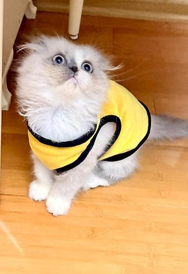 sinsilla pisik: Ev heyvanları üçün sarı rəngli geyim – kiçik ölçü - Model — 4