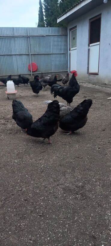 Akvariumlar: Avstrolob yumurtası və cucəsi sifariş olnur sifariş qabagcadan — 4