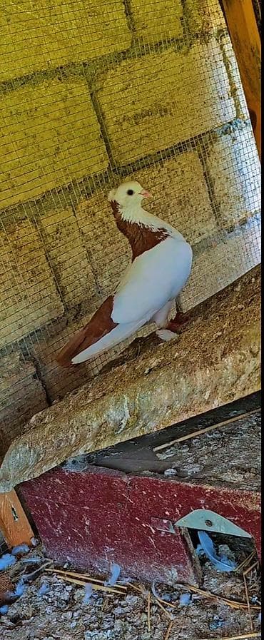 Erkeydi qizqin Təsvir: - Rəng: ağ-qırmızı (qəhvəyi tonlarda), sinə