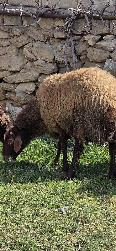 Eşşəklər: Dişi, il: 2, 85 kq — 3