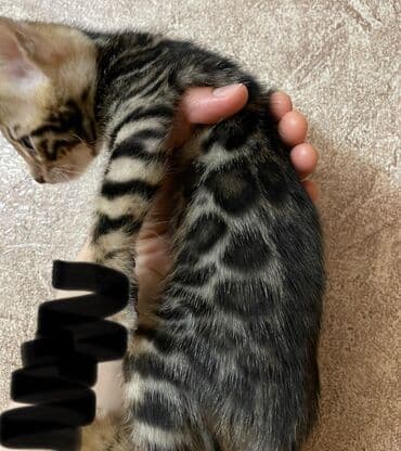 it adları erkek: Продаются VIP Бенгальские котятамальчики и девочки, чистокровные — 2