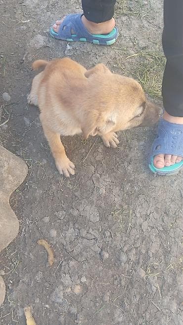 sirin it sekilleri: Peyvəndli — 1