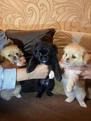 it haqqinda melumat: Pekines — 2