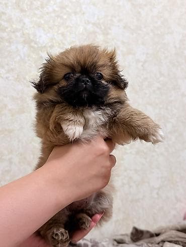 heyvanlar: Pekines — 8