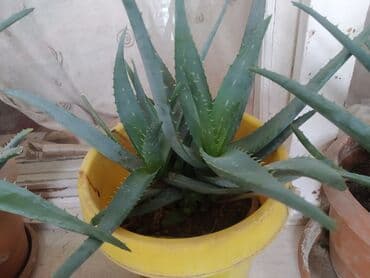 Digər bitkilər: Dörd illik aloe vera dibçəyi.Aloe vera bir cox xəstəliklərin — 2
