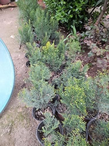 heyetde bulaq sekilleri: Thuja (ardıc) şitilləri – qablarda - Bitki tipi: Həmişəyaşıl — 2