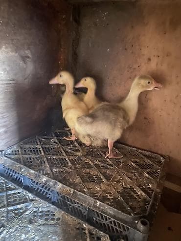 yerli ördək: Salam 10günlük kürt altında çıxmış ördək və qaz balaları var.inqubator — 1