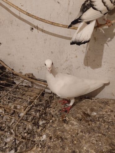 hələb kecilərin qiyməti: Salam iksde erkeydi cutu 25 manat tek tek 15 manat — 2